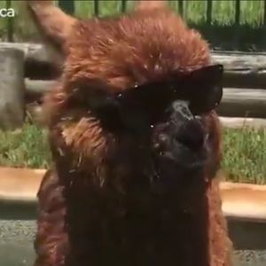 Meet your Posher, Cherryann